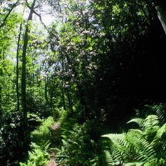 Big South Fork country